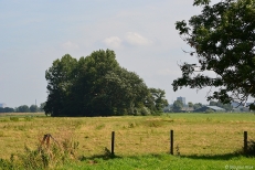 Sized bosje bij ek schipluiden